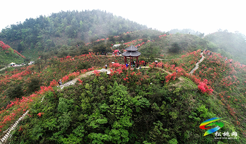 飛靈山杜鵑花競相綻放　大批游客紛至沓來