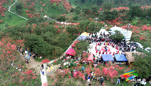 飛靈山杜鵑花競相綻放　大批游客紛至沓來