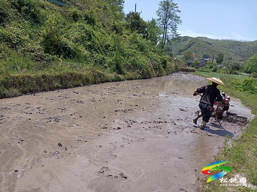 世昌街道：干群齊心，助力旱地變良田