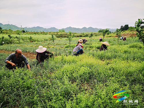 大坪場(chǎng)鎮(zhèn)：經(jīng)果林下種藠頭，企業(yè)農(nóng)民雙豐收
