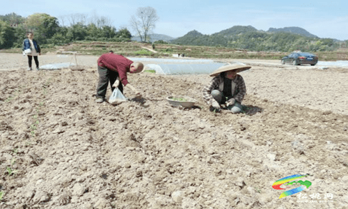 省特派員科技助力松桃糧油高產(chǎn)示范
