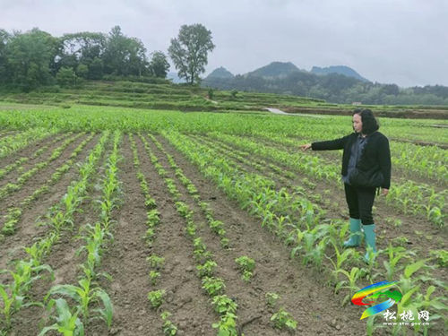 糧油豐收道路上，科技特派員正在保駕護(hù)航