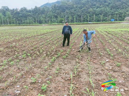 糧油豐收道路上，科技特派員正在保駕護(hù)航