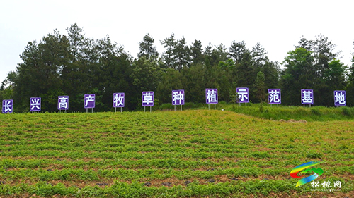 【順著松江看松桃】長(zhǎng)興堡鎮(zhèn)：1200畝牧草種植促進(jìn)“種養(yǎng)循環(huán)”