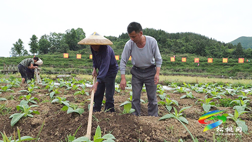 ​長坪鄉(xiāng)：發(fā)展特色產(chǎn)業(yè)示范帶　群眾增收有保障