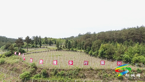 ​長坪鄉(xiāng)：發(fā)展特色產(chǎn)業(yè)示范帶　群眾增收有保障