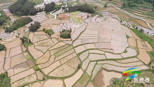 ​長坪鄉(xiāng)：發(fā)展特色產(chǎn)業(yè)示范帶　群眾增收有保障