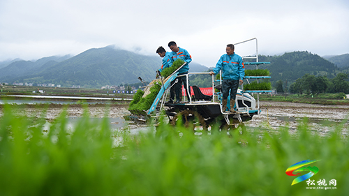 松桃舉辦2022年水稻機(jī)械化插秧技術(shù)培訓(xùn)