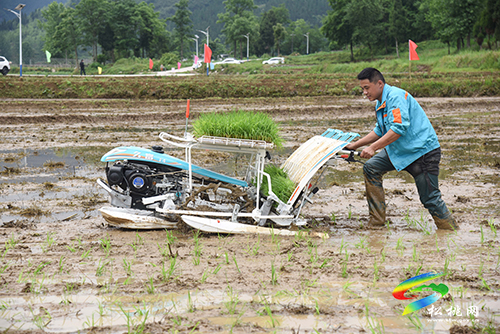 松桃舉辦2022年水稻機(jī)械化插秧技術(shù)培訓(xùn)