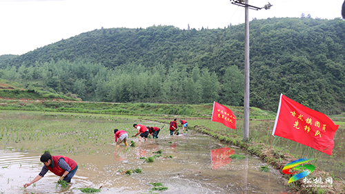 甘龍鎮(zhèn)：插秧時節(jié)人兒忙，黨團聯(lián)動暖民心