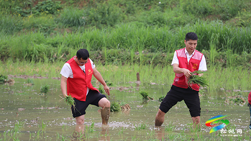 甘龍鎮(zhèn)：插秧時節(jié)人兒忙，黨團聯(lián)動暖民心