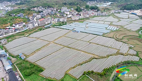 太平營街道：繪太平“畫”卷，開啟鄉(xiāng)村振興新篇章