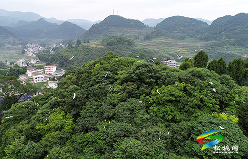 松桃：綠水青山鷺鳥飛