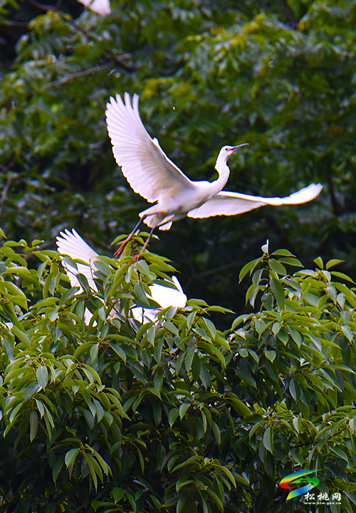 松桃：綠水青山鷺鳥飛