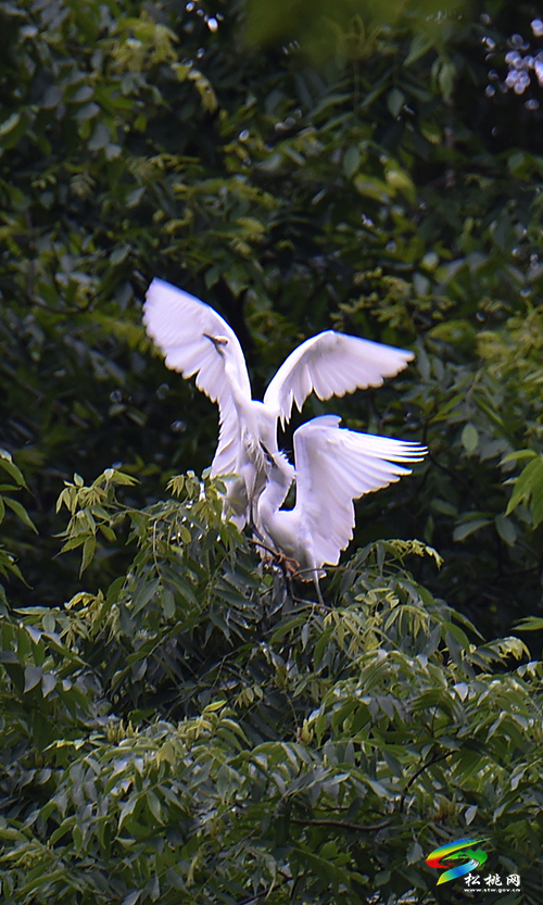 松桃：綠水青山鷺鳥飛