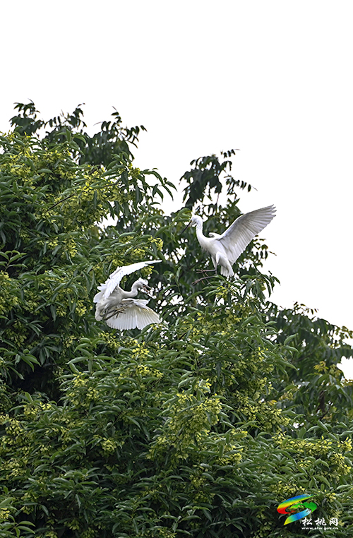 松桃：綠水青山鷺鳥飛