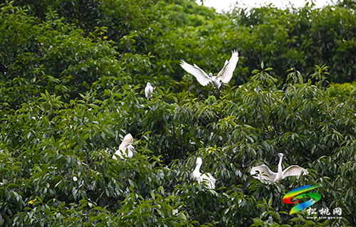 松桃：綠水青山鷺鳥飛
