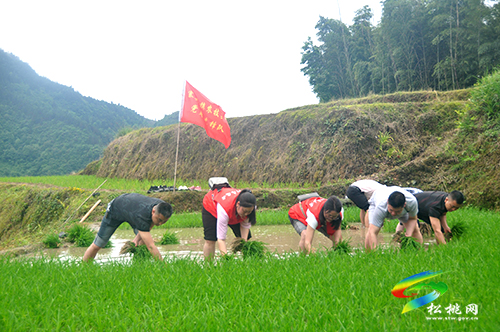 寨英鎮(zhèn)：我為群眾辦實(shí)事 黨員先鋒隊(duì)插秧助農(nóng)耕