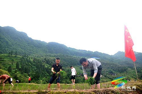寨英鎮(zhèn)：我為群眾辦實(shí)事 黨員先鋒隊(duì)插秧助農(nóng)耕