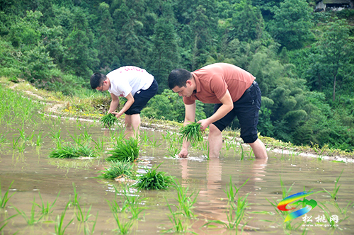 寨英鎮(zhèn)：我為群眾辦實(shí)事 黨員先鋒隊(duì)插秧助農(nóng)耕