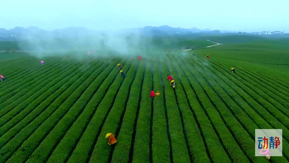 動(dòng)靜深度丨黔茶出口“量?jī)r(jià)齊升”背后的密碼