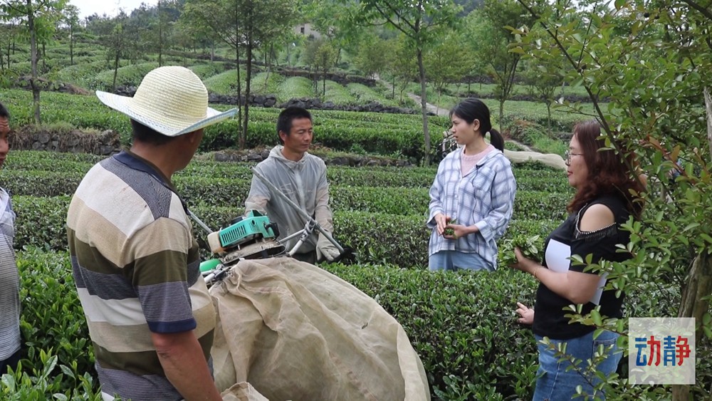 動(dòng)靜深度丨黔茶出口“量?jī)r(jià)齊升”背后的密碼