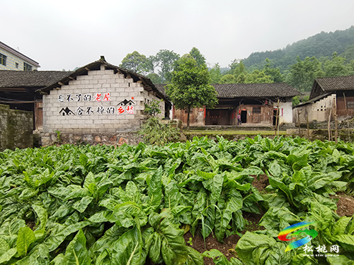 金果油蓬：鄉(xiāng)村振興的生動實踐