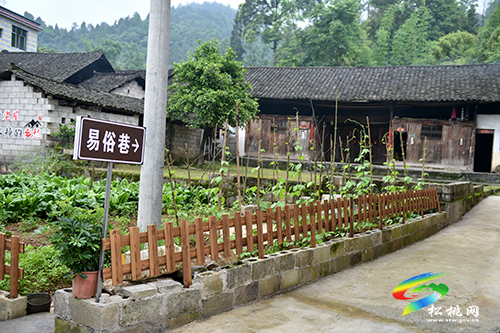 金果油蓬：鄉(xiāng)村振興的生動實踐