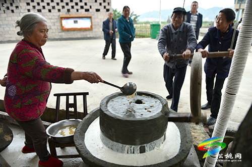 金果油蓬：鄉(xiāng)村振興的生動實踐