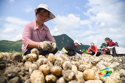 烏羅洋芋喜獲豐收 機(jī)械化助力采收