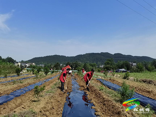 大坪場鎮(zhèn)：鄉(xiāng)村六月黨旗紅，田間地頭忙耕種