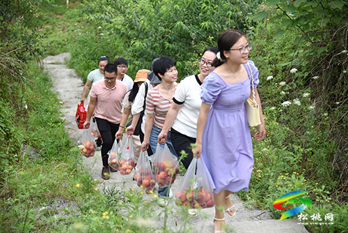 迓駕鎮(zhèn)馬安村的桃子成熟啦，快去采摘