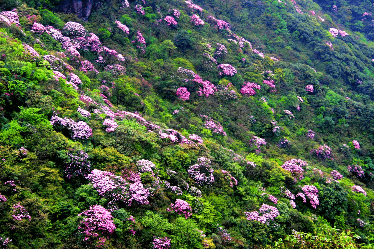 【活動預(yù)告】2022年“文化和自然遺產(chǎn)日”暨梵凈山國家公園創(chuàng)建宣傳活動來啦！