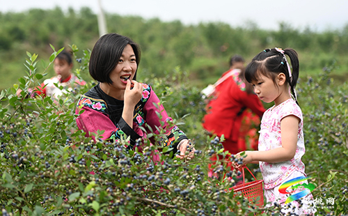 【沿著高速看變化】黃板鎮(zhèn)：藍(lán)莓果飄香　游客采摘樂(lè)