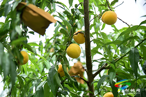 “桃”醉整個(gè)夏天，烏羅鎮(zhèn)的500畝桃子逐漸成熟