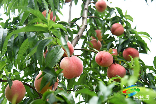 “桃”醉整個(gè)夏天，烏羅鎮(zhèn)的500畝桃子逐漸成熟