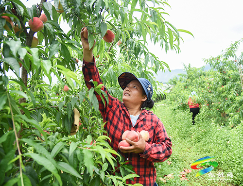 “桃”醉整個(gè)夏天，烏羅鎮(zhèn)的500畝桃子逐漸成熟