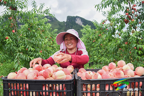 “桃”醉整個(gè)夏天，烏羅鎮(zhèn)的500畝桃子逐漸成熟