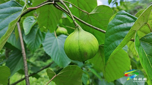 牛郎桐殼面　助力鄉(xiāng)村振興