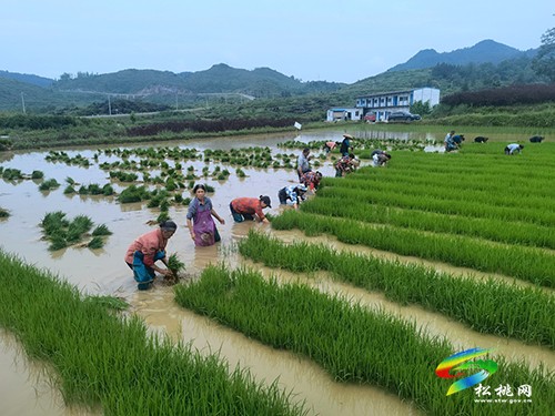 黃板鎮(zhèn)：“三個(gè)強(qiáng)化”推進(jìn)土地提質(zhì)改造工作