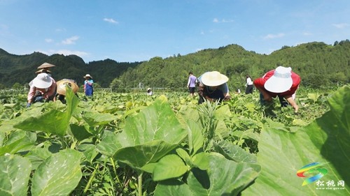石梁鄉(xiāng)：1200畝密本南瓜長勢喜人
