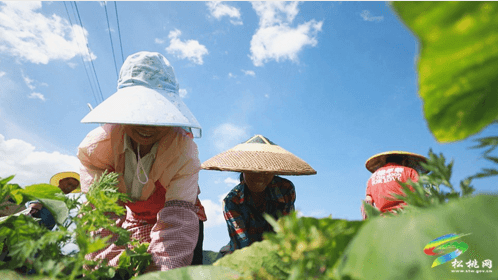 石梁鄉(xiāng)：1200畝密本南瓜長勢喜人