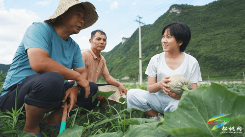 石梁鄉(xiāng)：1200畝密本南瓜長勢喜人