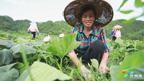 石梁鄉(xiāng)：1200畝密本南瓜長勢喜人