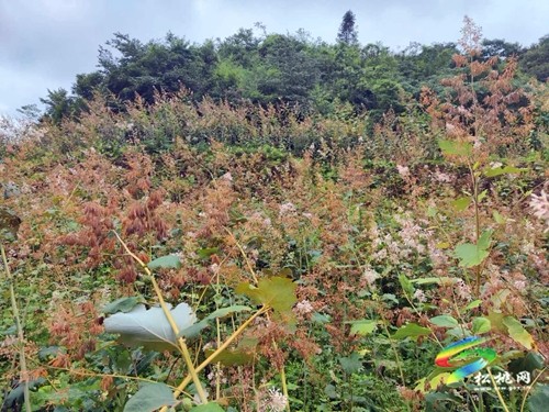 寨英鎮(zhèn)近200畝博落回開始采葉
