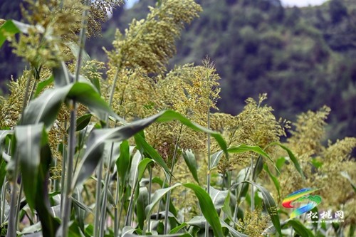 松桃：2000余畝高粱抽穗揚花豐收在即