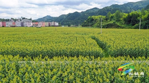松桃：2000余畝高粱抽穗揚花豐收在即