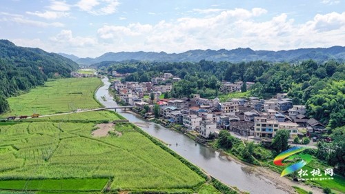 松桃：2000余畝高粱抽穗揚花豐收在即
