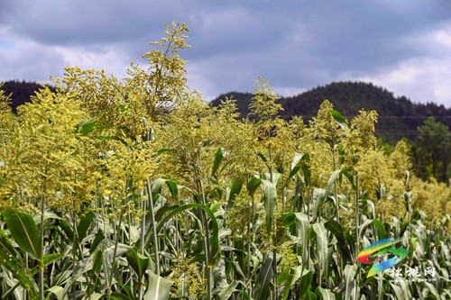 松桃：2000余畝高粱抽穗揚花豐收在即
