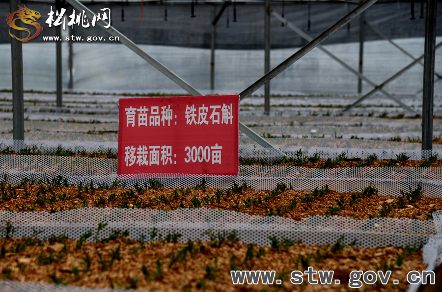 松桃發(fā)展中藥材產(chǎn)業(yè)鐵皮石斛